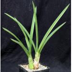 Eulophia petersii (gracile) one-gallon pots