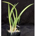 Eulophia petersii (green) one-gallon pots