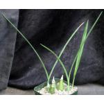 Eulophia alta 5-inch pots