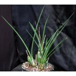 Eulophia alta 8-inch pots