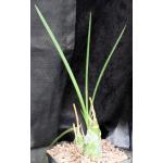 Eulophia alta one-gallon pots