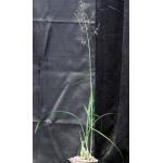 Eulophia callichroma one-gallon pots