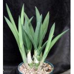 Eulophia petersii 8-inch pots