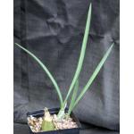 Eulophia petersii (WY 1058) 5-inch pots