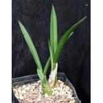 Eulophia petersii one-gallon pots