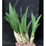 Eulophia petersii one-gallon pots
