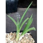 Eulophia petersii (gracile) one-gallon pots