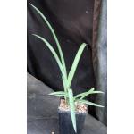 Eulophia petersii (green) 5-inch pots