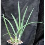 Eulophia petersii (green) one-gallon pots