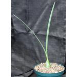 Eulophia alta 8-inch pots