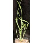 Eulophia callichroma one-gallon pots