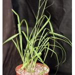 Eulophia callichroma 8-inch pots