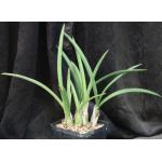 Eulophia petersii (gracile) 5-inch pots