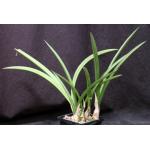 Eulophia petersii (gracile) 5-inch pots