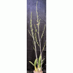 Eulophia petersii 8-inch pots