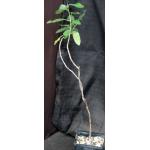 Euphorbia espinosa 5-inch pots