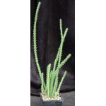 Euphorbia petraea 5-inch pots