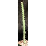 Euphorbia septentrionalis 4-inch pots