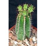 Euphorbia avasmontana 4-inch pots