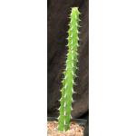 Euphorbia amicorum one-gallon pots