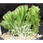 Euphorbia antiquorum (crest) one-gallon pots