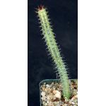 Euphorbia baioensis 3-inch pots
