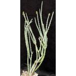Euphorbia ballyana one-gallon pots