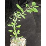 Euphorbia berorohae 4-inch pots