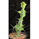 Euphorbia breviarticulata one-gallon pots