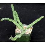 Euphorbia brevitorta 4-inch pots