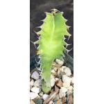 Euphorbia cactus (seedlings) 4-inch pots