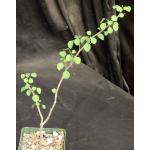 Euphorbia californica 4-inch pots