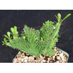 Euphorbia candelabrum (crest) 5-inch pots