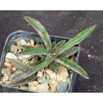 Euphorbia cylindrifolia ssp. tuberifera 2-inch pots