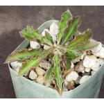 Euphorbia cylindrifolia ssp. tuberifera 2-inch pots