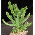 Euphorbia decliviticola one-gallon pots