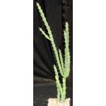 Euphorbia discrepans (WY 1115) 5-inch pots