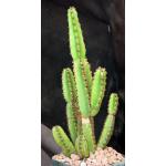 Euphorbia excelsa 4-inch pots