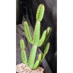 Euphorbia excelsa 5-inch pots