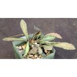 Euphorbia francoisii 4-inch pots