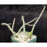 Euphorbia gillettii ssp. tenuoir 4-inch pots