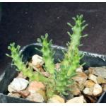 Euphorbia gorgonis (GM066) 2-inch pots