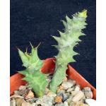 Euphorbia groenewaldii 3-inch pots