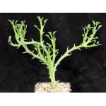 Euphorbia hamata 5-inch pots