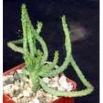 Euphorbia inermis var. inermis 4-inch pots