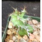 Euphorbia magnicapsula ssp. lacertosa 3-inch pots