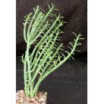 Euphorbia mauritanica 4-inch pots