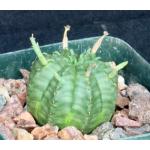 Euphorbia meloformis 4-inch pots