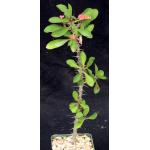 Euphorbia milii var. milii (bojeri) 4-inch pots
