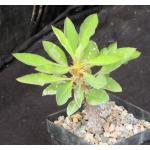 Euphorbia milii var. duranii 4-inch pots